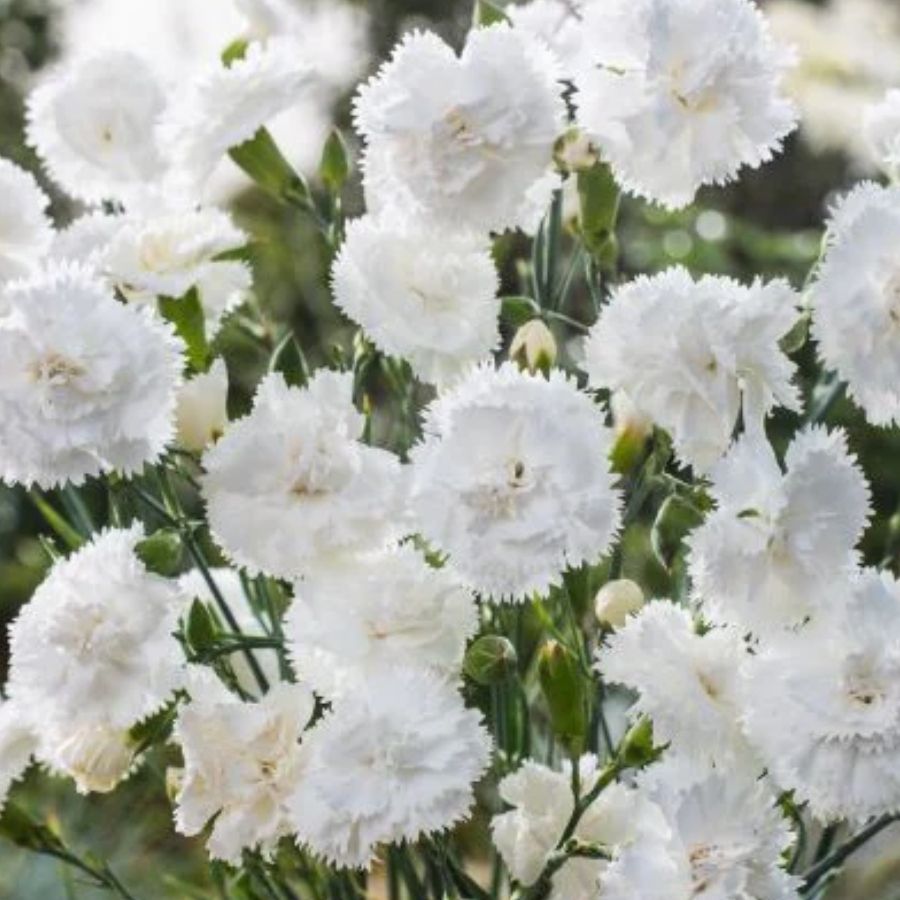 Гвоздика Свит Плеже Вайт - Dolina-Sad.Ru