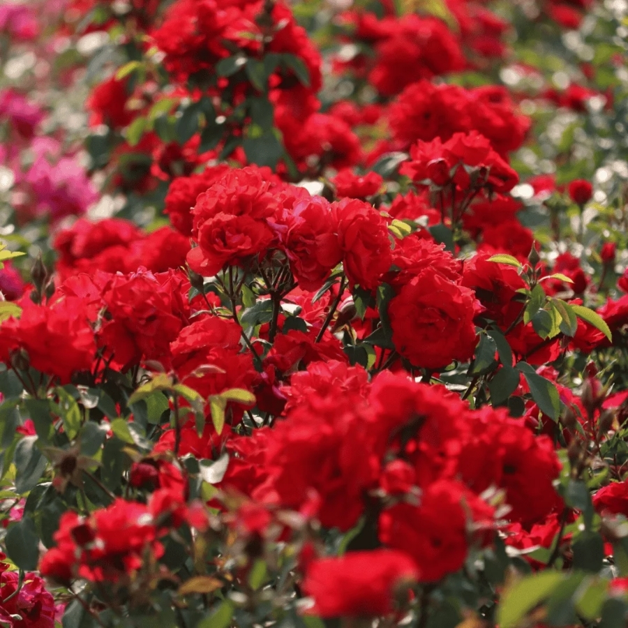 Роза штамбовая Сатчмо - Dolina-Sad.Ru