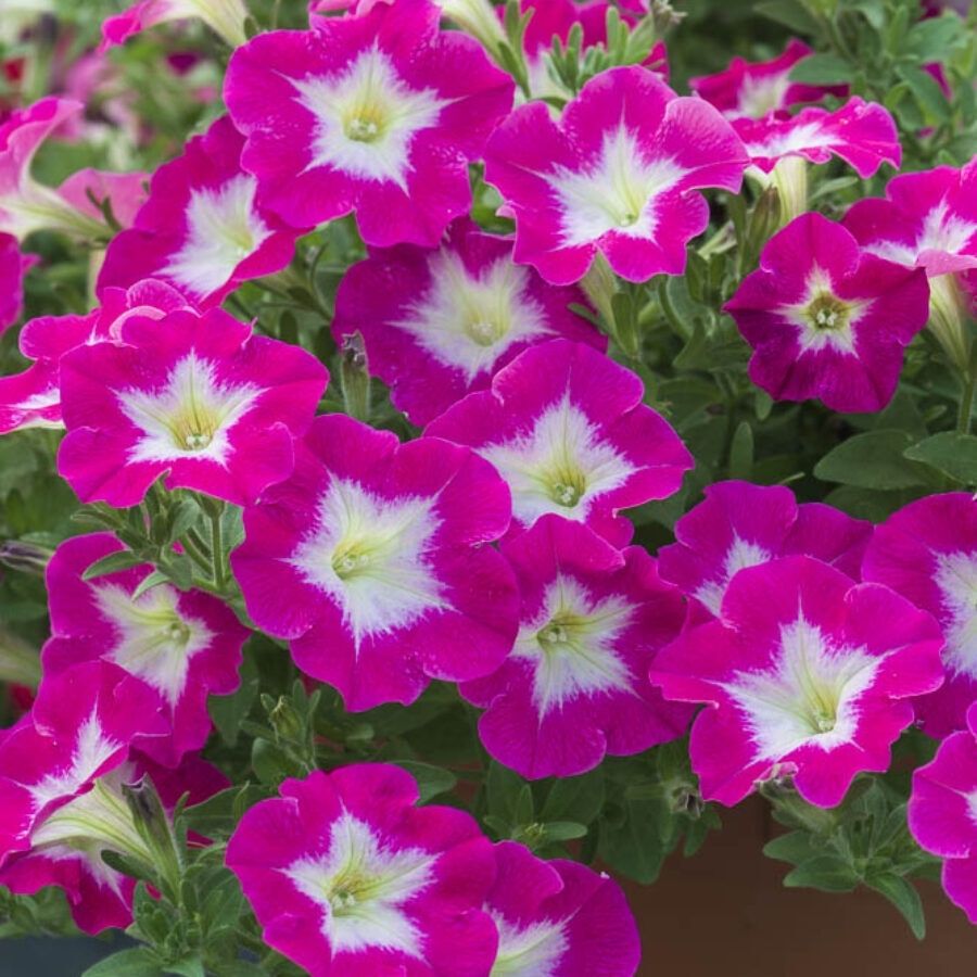 Петуния Оватион Брайт Айс Петуния Оватион Брайт Айс - Dolina-Sad.Ru