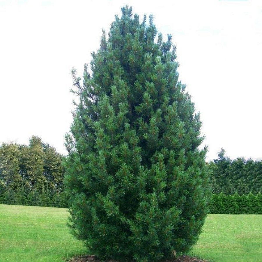 Сосна Кедровая (кедр), С3 - Dolina-Sad.Ru