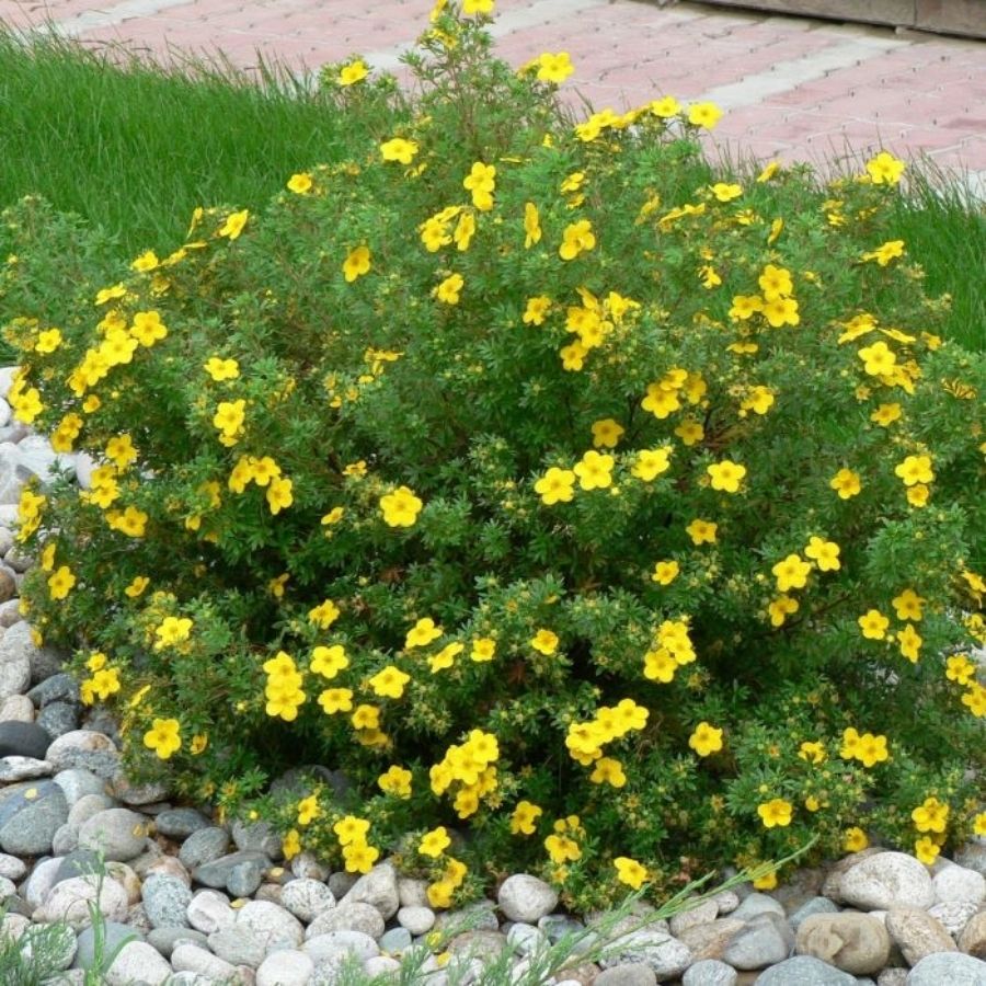 Лапчатка кустарниковая Кобольд, С3 - Dolina-Sad.Ru