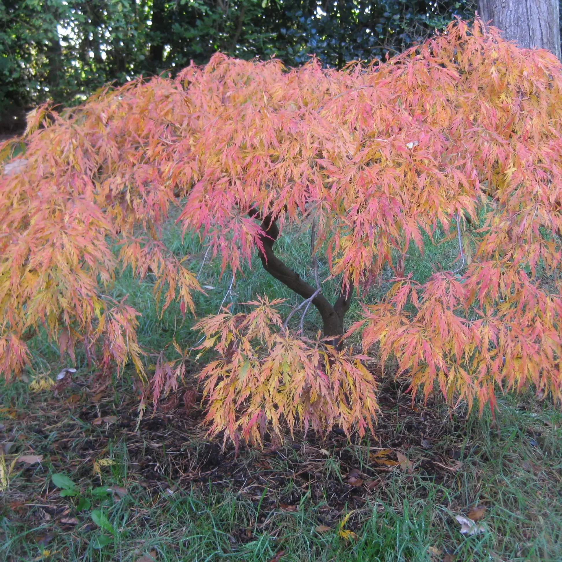 Клен пальмолистный, С5 - Dolina-Sad.Ru