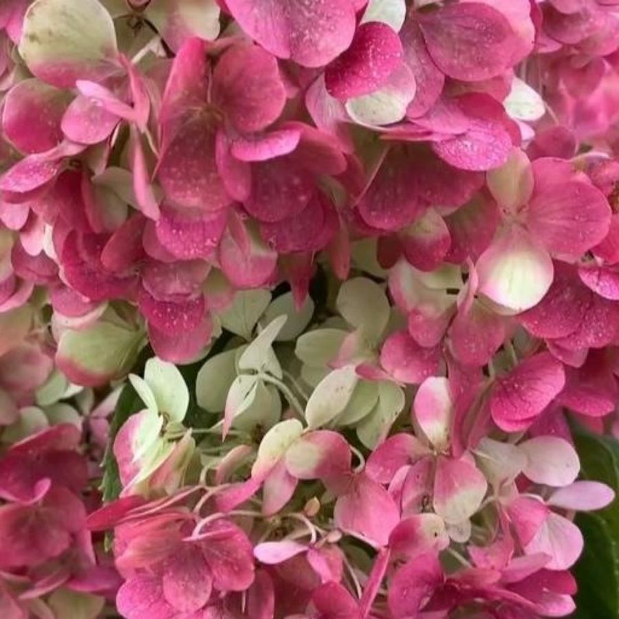 Гортензия метельчатая Краса Лесково на штамбе - Dolina-Sad.Ru