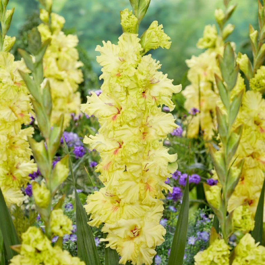 Гладиолус Бернинг Санрайс Гладиолус Бернинг Санрайс - Dolina-Sad.Ru