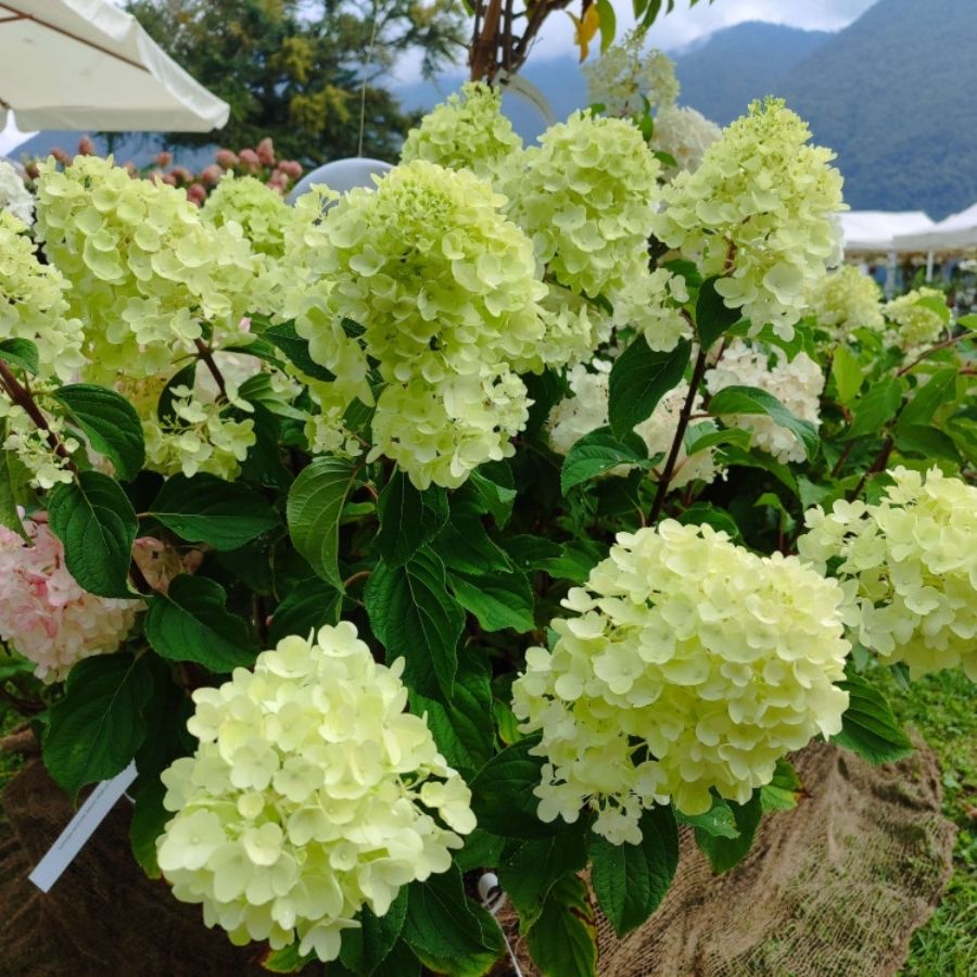 Гортензия метельчатая Сильвер Доллар, С3 Гортензия метельчатая Сильвер Доллар, С3 - Dolina-Sad.Ru