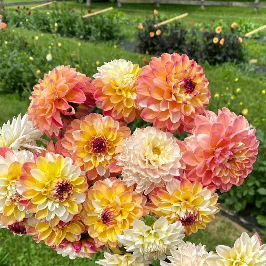 Георгина Дабл Джилл - Dolina-Sad.Ru