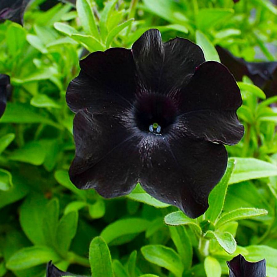 Петуния Патиа Блэк то Блэк Петуния Патиа Блэк то Блэк - Dolina-Sad.Ru