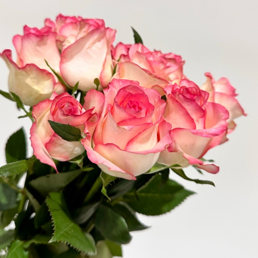 Роза Джумилия - Dolina-Sad.Ru