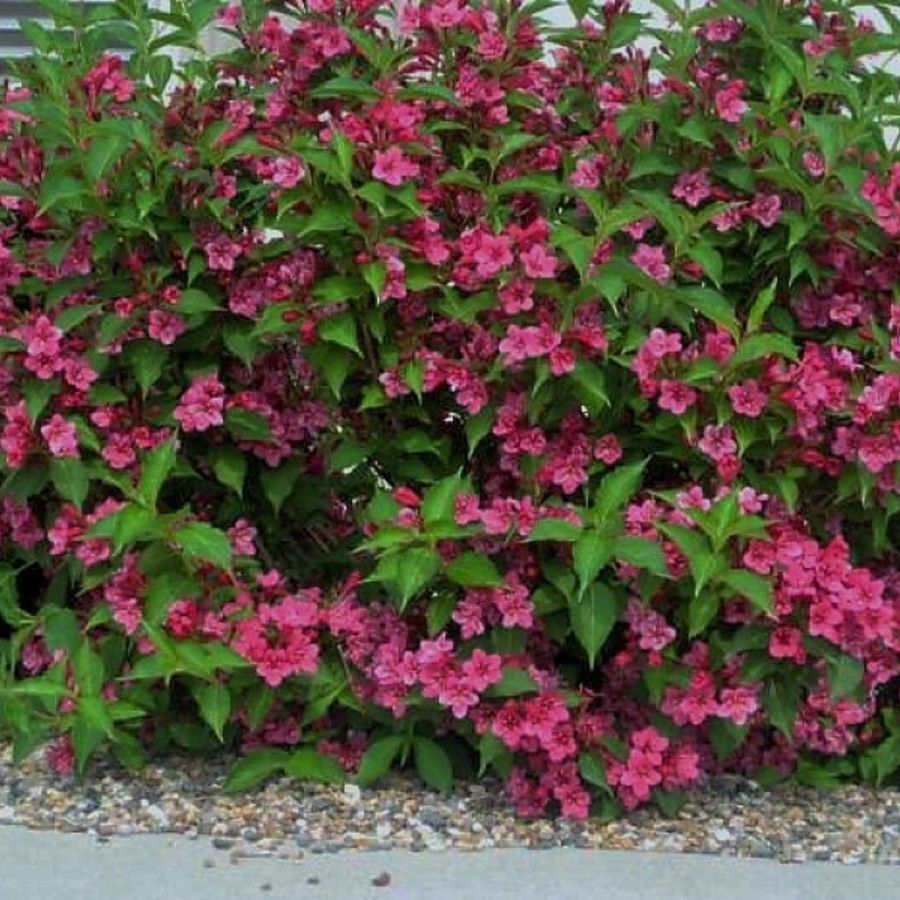 Вейгела Румба, С3 - Dolina-Sad.Ru