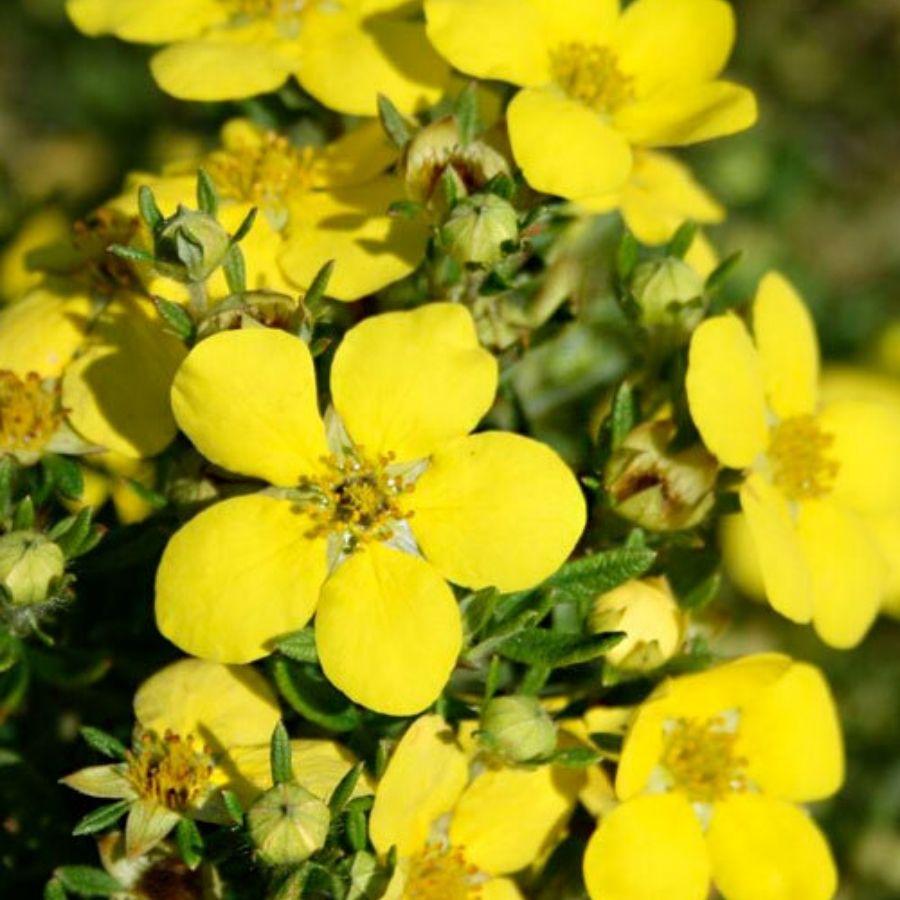 Лапчатка кустарниковая Голдтеппич, С1,5 - Dolina-Sad.Ru