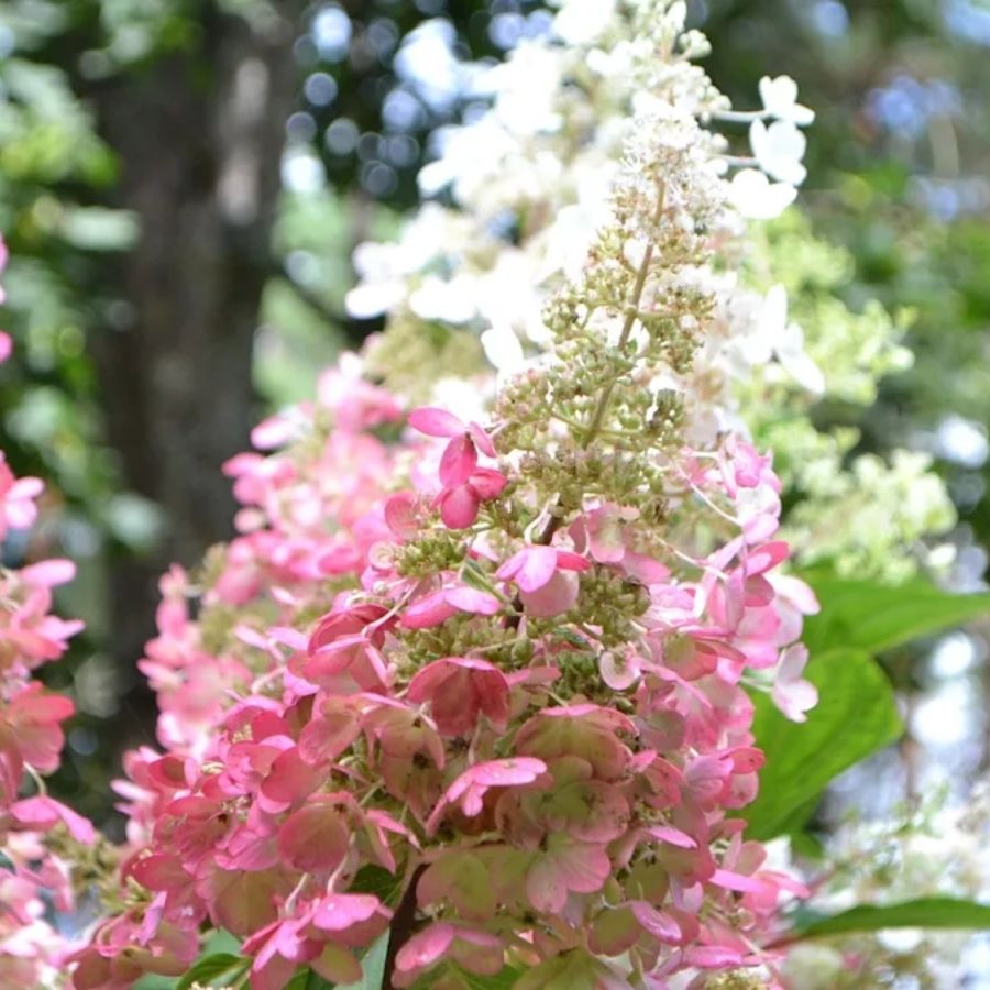 Гортензия метельчатая Пинки Винки на штамбе - Dolina-Sad.Ru