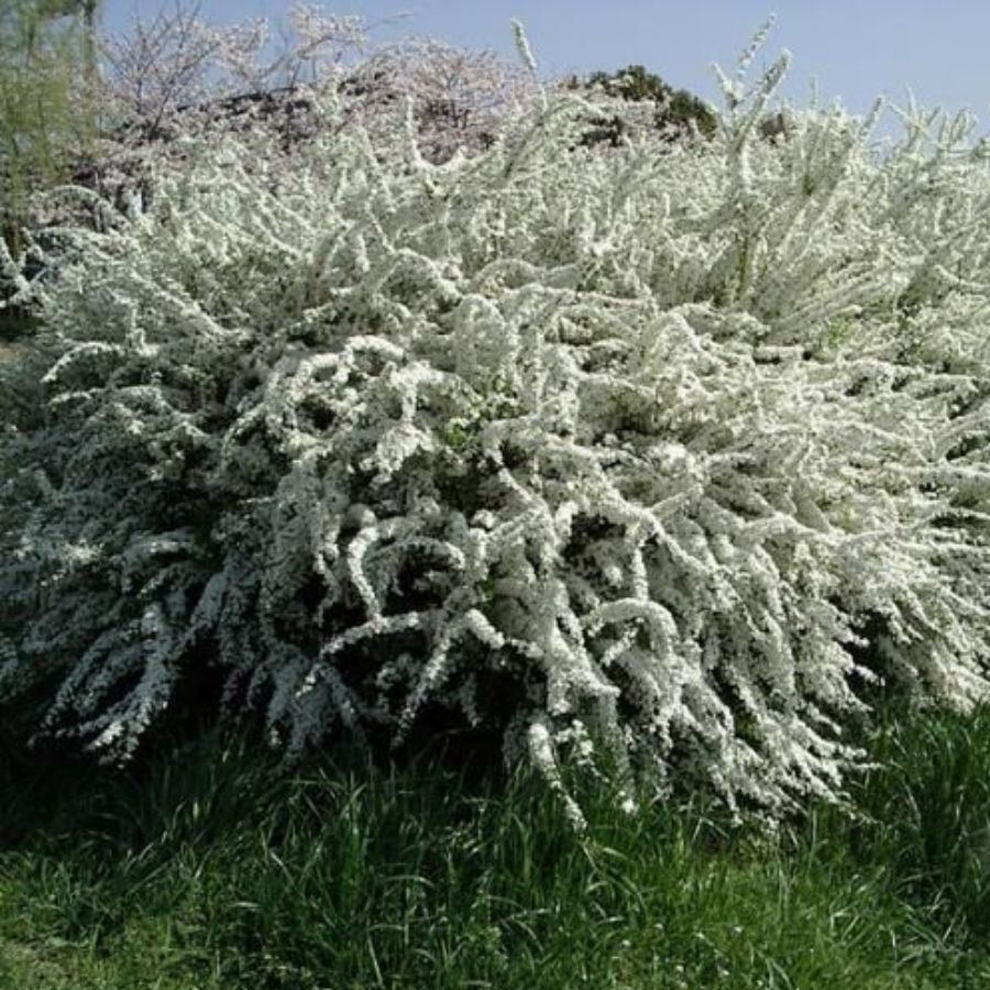 Спирея тунберга - Dolina-Sad.Ru