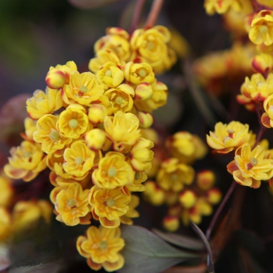 Барбарис оттавский Аурикома, С2 - Dolina-Sad.Ru