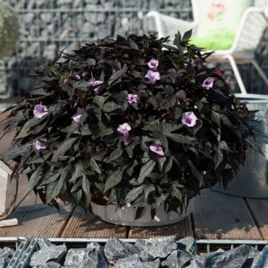 Ипомея кленовидная Флорамия Негро - Dolina-Sad.Ru