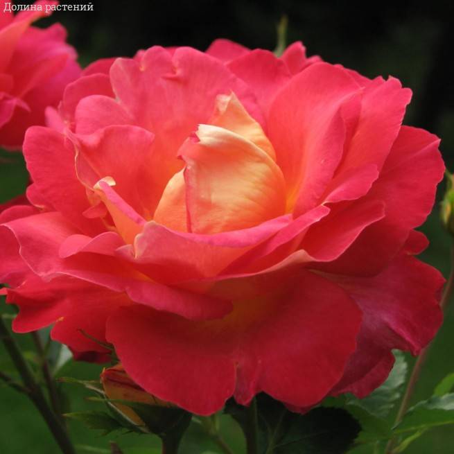 Роза Декор Арлекин в горшке - Dolina-Sad.Ru