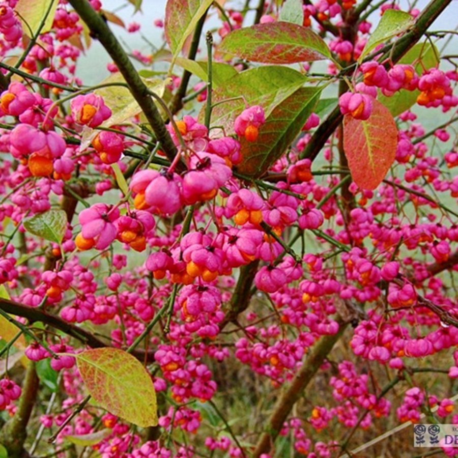 Бересклет крылатый, С3 - Dolina-Sad.Ru