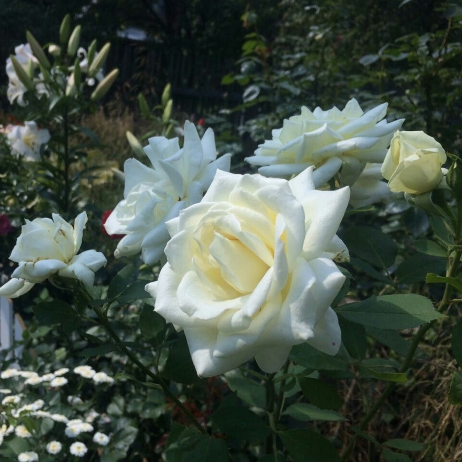 Роза Метрополитен - Dolina-Sad.Ru