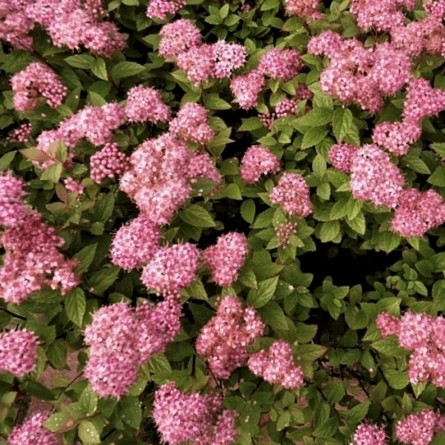 Спирея японская Манон, С7,5 - Dolina-Sad.Ru