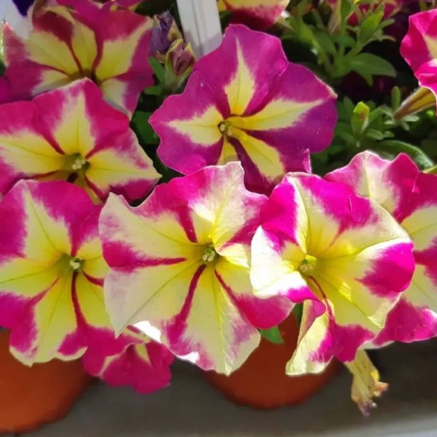 Петуния Крейзитаня Пинк Фламинго Петуния Крейзитаня Пинк Фламинго - Dolina-Sad.Ru