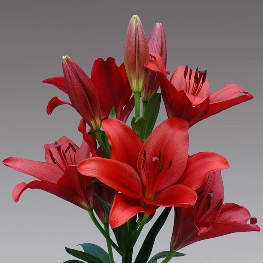 Лилия Динамикс - Dolina-Sad.Ru