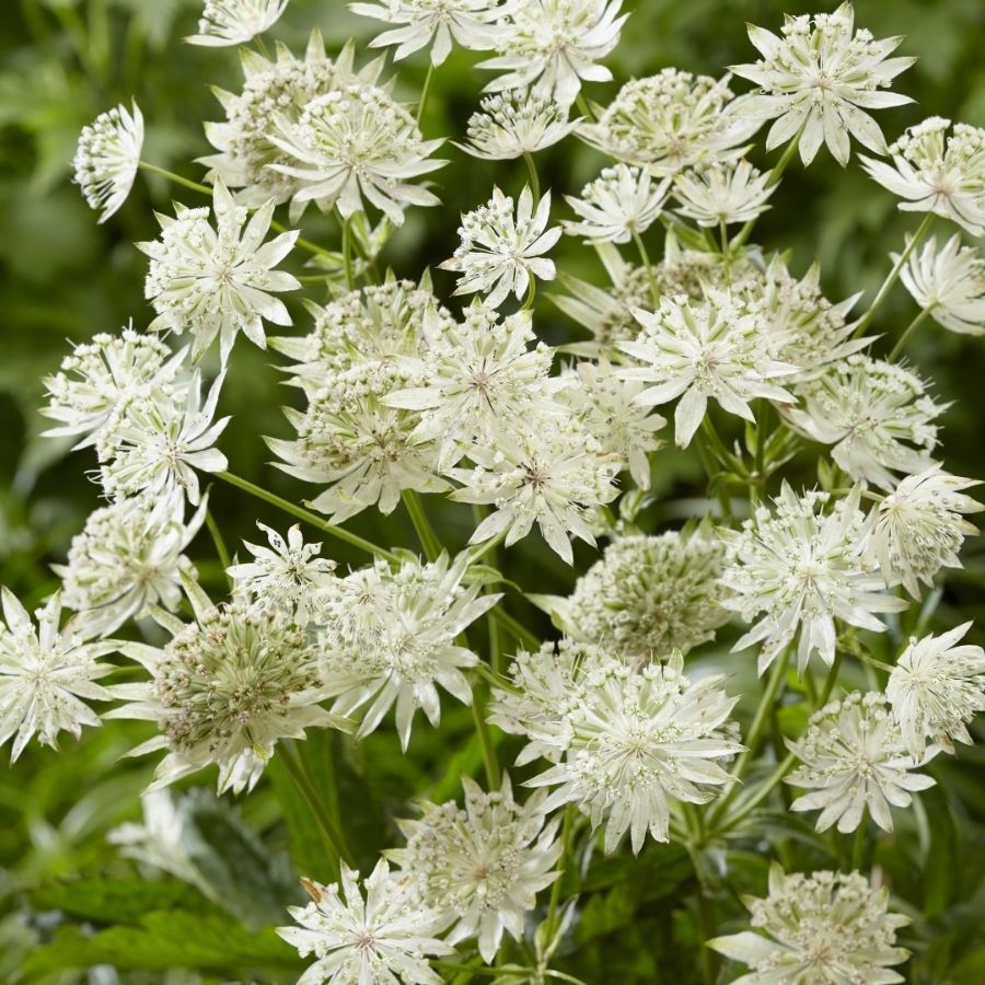 Астранция крупная Диамонд Вайт - Dolina-Sad.Ru