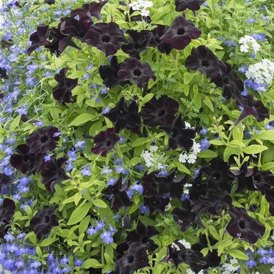 Петуния Патиа Блэк то Блэк Петуния Патиа Блэк то Блэк - Dolina-Sad.Ru