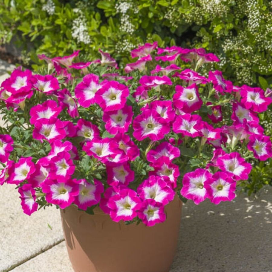 Петуния Оватион Брайт Айс Петуния Оватион Брайт Айс - Dolina-Sad.Ru