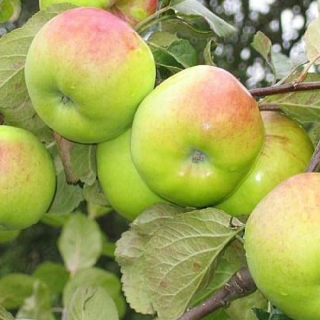 Салодкія яблыкі 6 клас