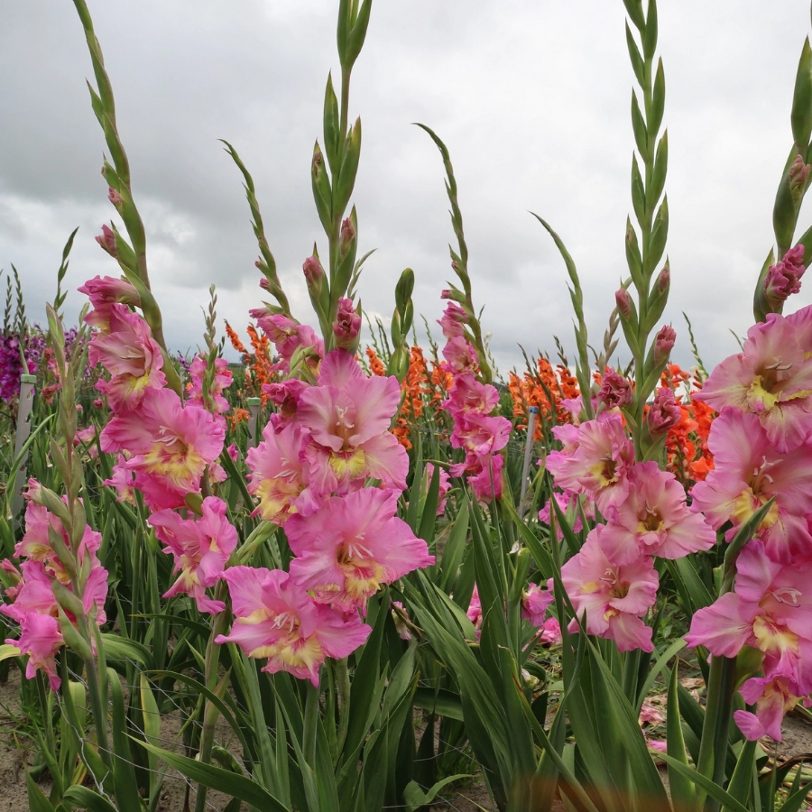 Гладиолус Хэппи Диско Гладиолус Хэппи Диско - Dolina-Sad.Ru