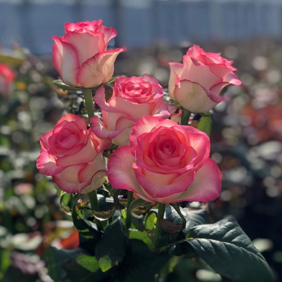 Роза Джумилия в горшке - Dolina-Sad.Ru