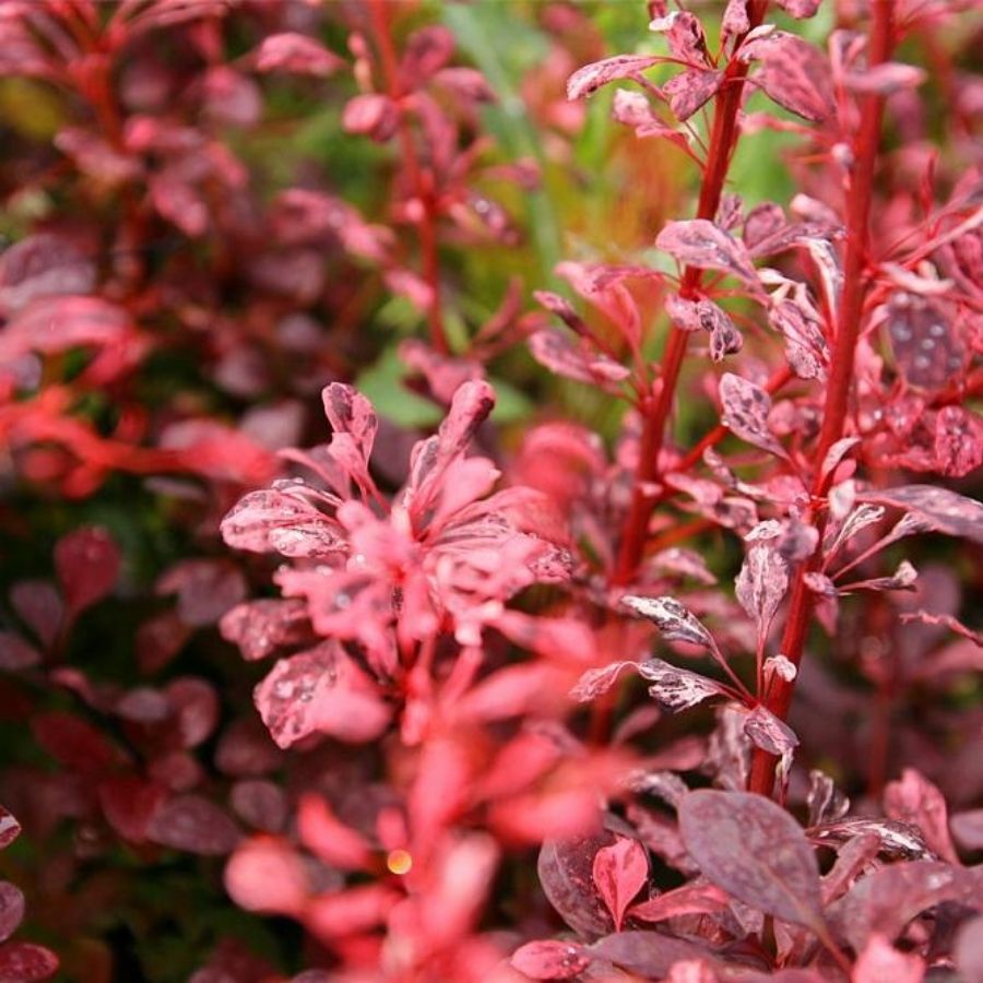 Барбарис Тунберга Келлерис, С3 - Dolina-Sad.Ru