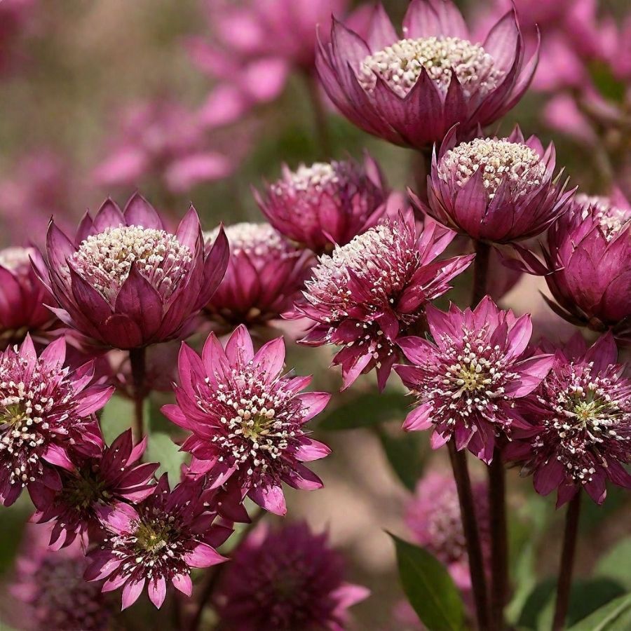 Астранция крупная Ларс - Dolina-Sad.Ru