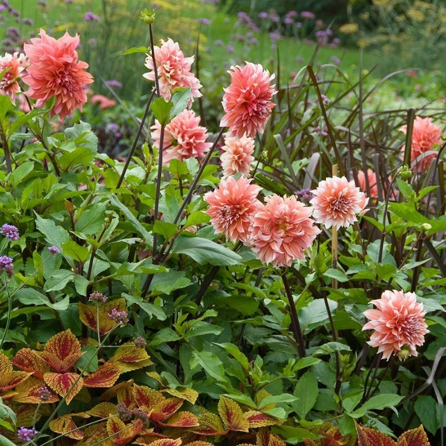 Георгина Голландский фестиваль Георгина Голландский фестиваль - Dolina-Sad.Ru