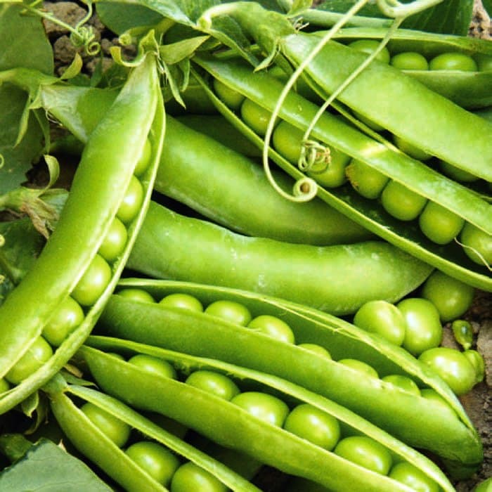 Горох овощной Воронежский зеленый (ЦВ) 10гр. фото