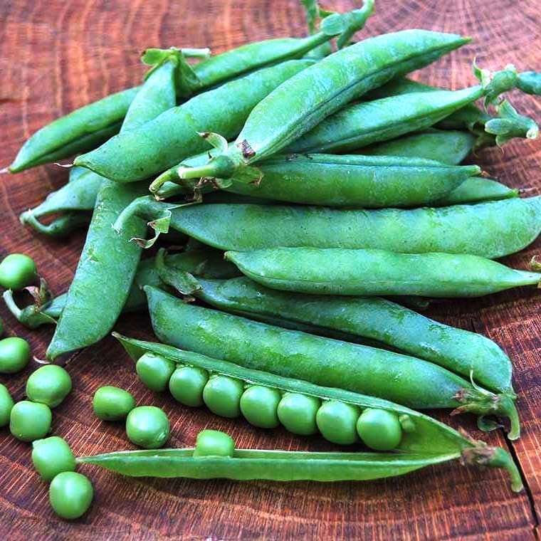 Горох Амброзия фото