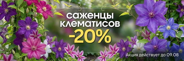 клематисы-20 клематисы-20