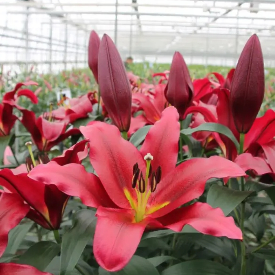 Лилия Ластинг Лов - Dolina-Sad.Ru