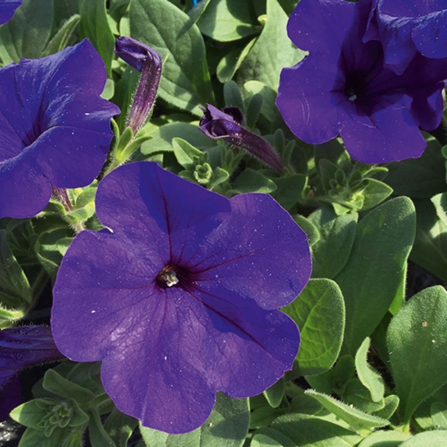 Петуния Альпетуния Блю Петуния Альпетуния Блю - Dolina-Sad.Ru