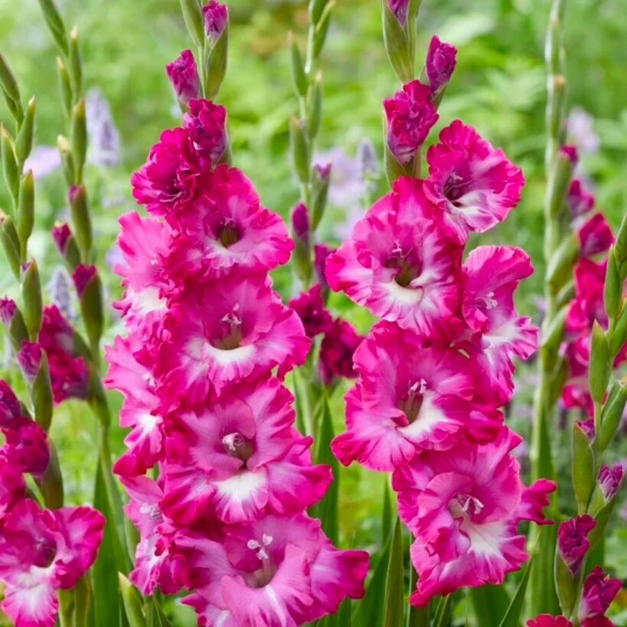 Гладиолус Наблус Гладиолус Наблус - Dolina-Sad.Ru