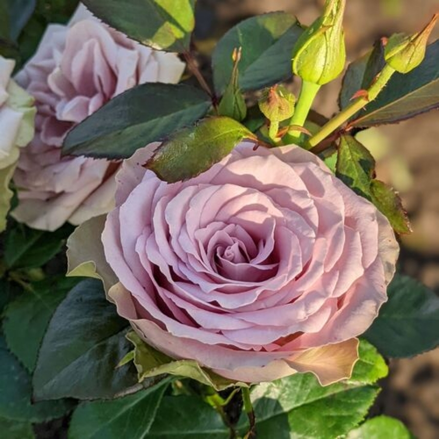 Роза Тиара - Dolina-Sad.Ru