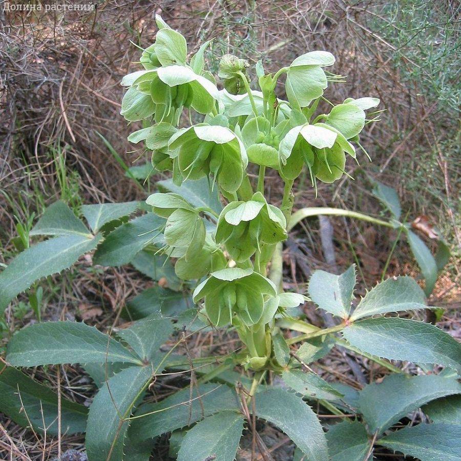 Морозник падуболистный Морозник падуболистный - Dolina-Sad.Ru