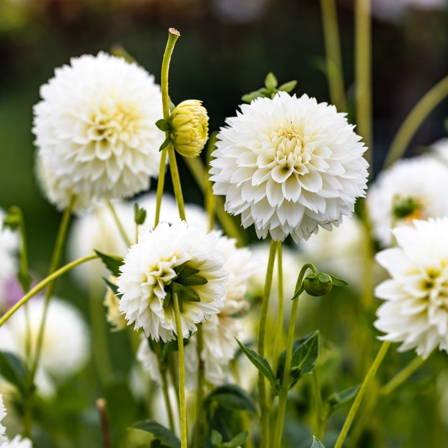 Георгина Мияма Фубуки - Dolina-Sad.Ru