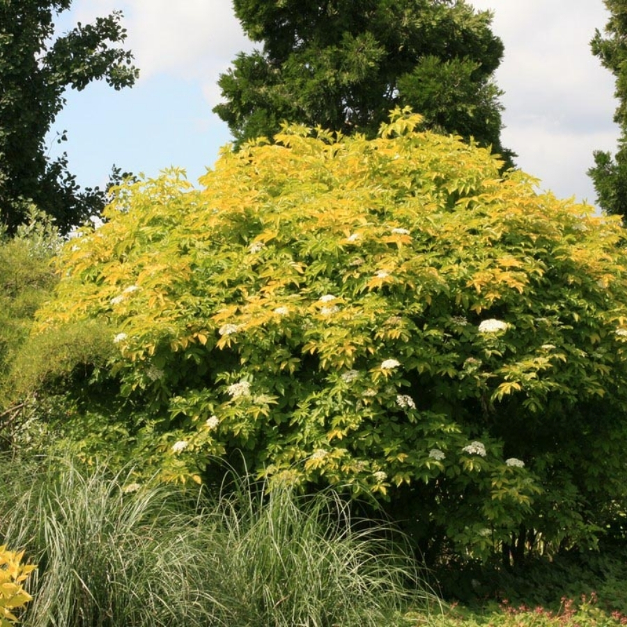 Бузина чёрная Ауреа, С3 - Dolina-Sad.Ru