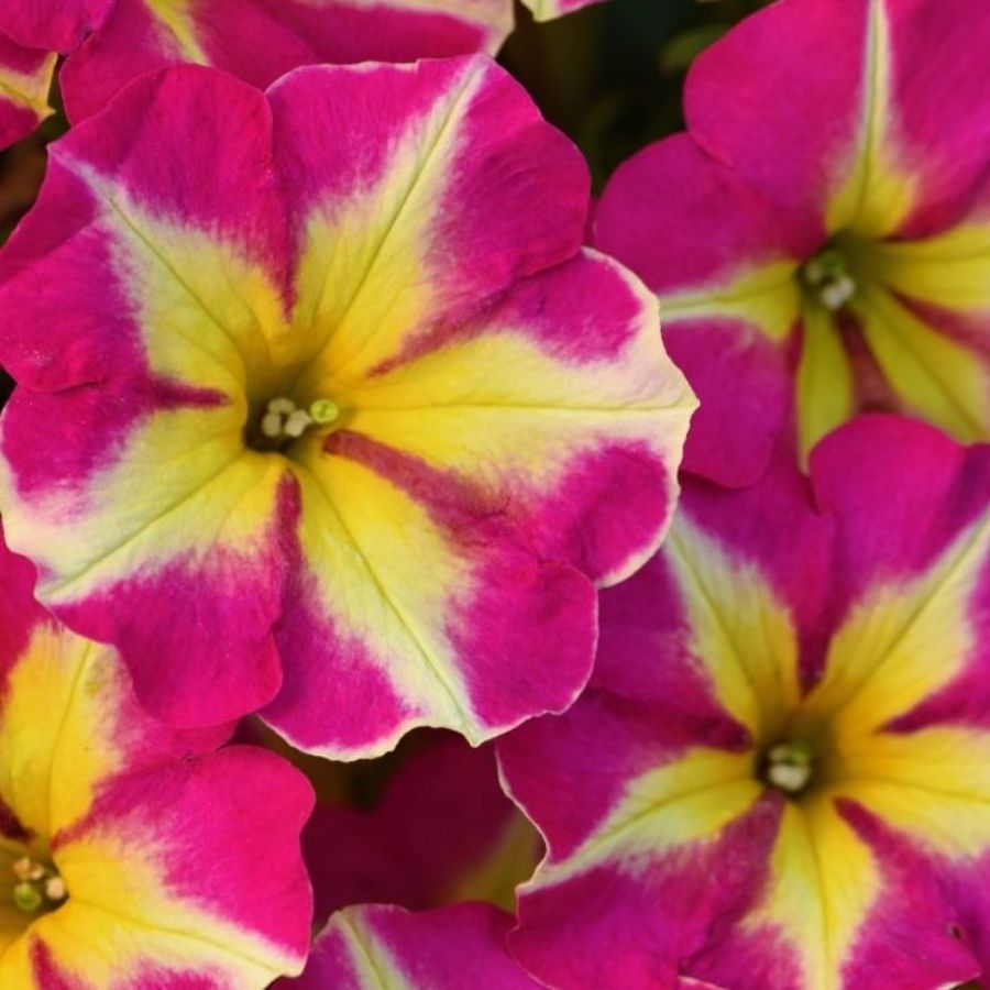 Петуния Крейзитаня Пинк Фламинго Петуния Крейзитаня Пинк Фламинго - Dolina-Sad.Ru