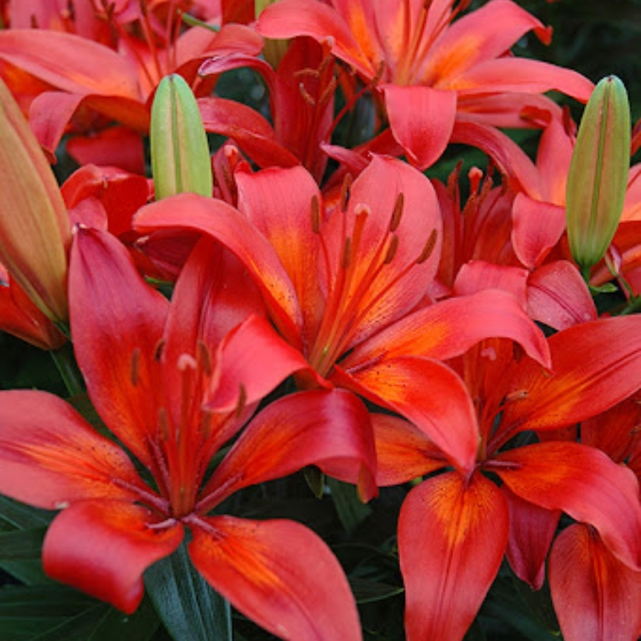 Лилия Матрикс Лайн - Dolina-Sad.Ru