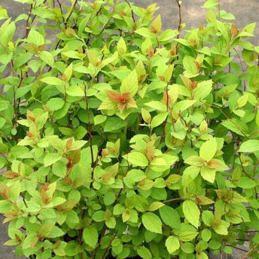 Спирея японская Манон, С2 Спирея японская Манон, С2 - Dolina-Sad.Ru