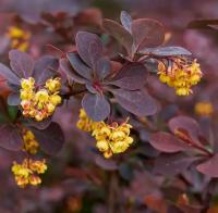 Барбарис Тунберга Шоколад Саммер, С3 - Dolina-Sad.Ru