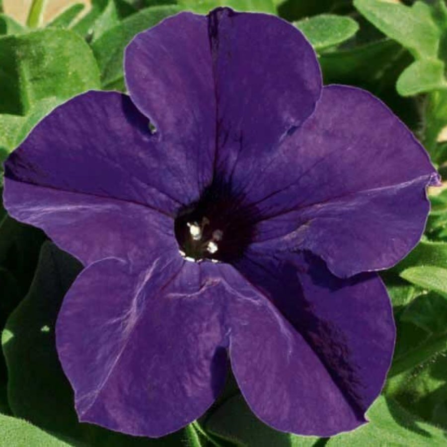 Петуния Альпетуния Блю Петуния Альпетуния Блю - Dolina-Sad.Ru