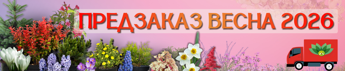 предзаказ весна 
