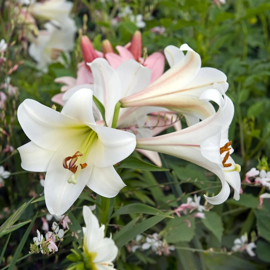 Лилия Вотч Ап - Dolina-Sad.Ru